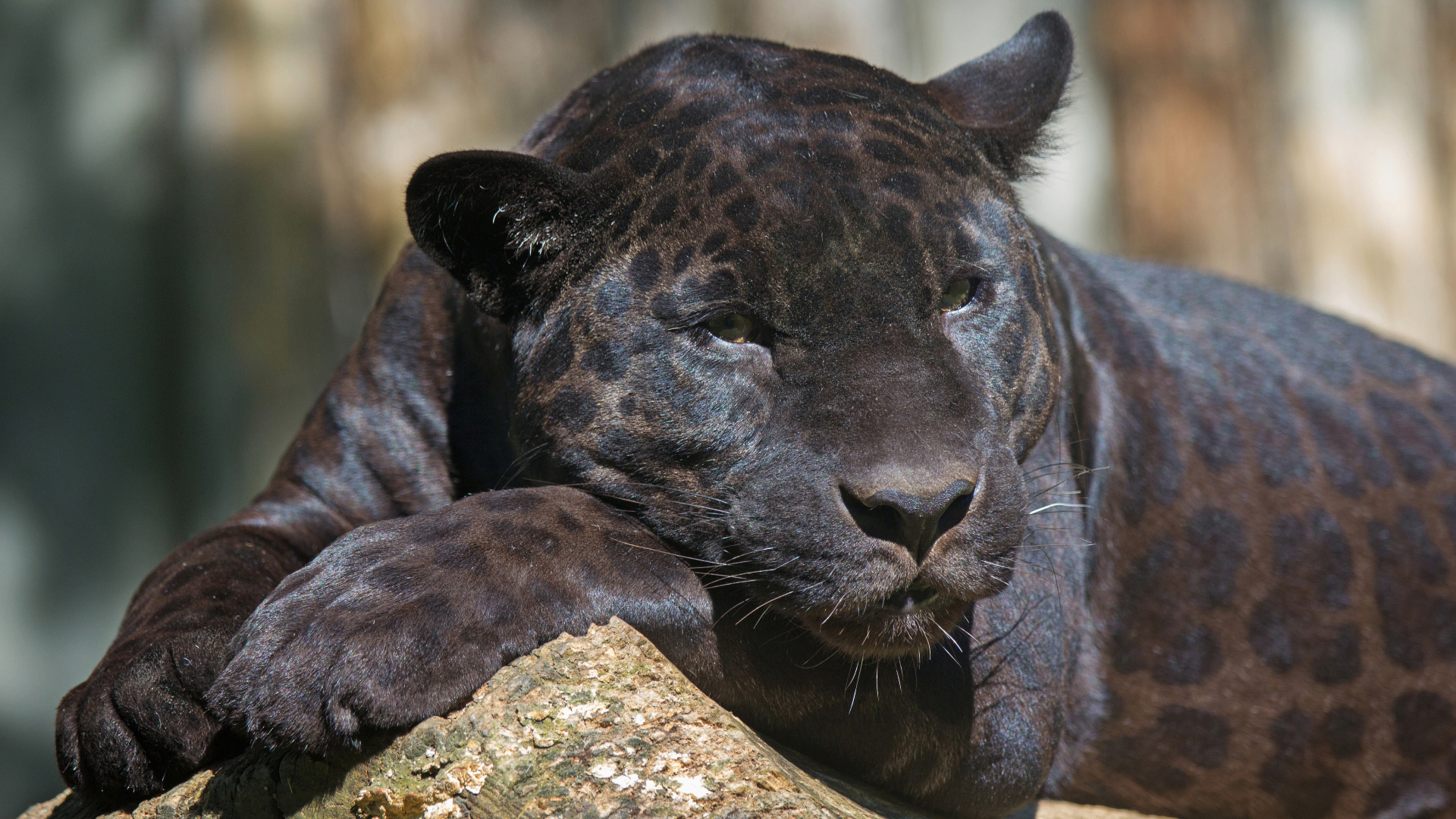 Six Of Africa s Most Elusive Animals African Wildlife Six Of Africa s Most Elusive Animals African Wildlife