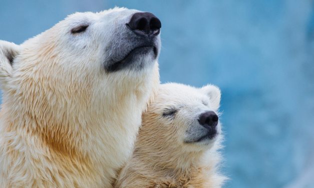 Polar Bears Find Their Way Home