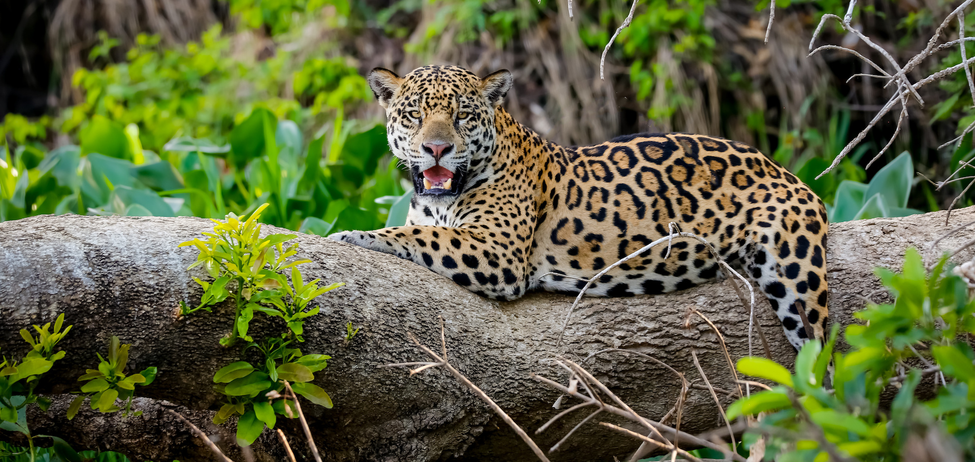 The Jaguar ID Project A New Chapter In Protecting Brazil s Biggest Cat