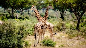 two giraffes in Murchison Falls National Park, Uganda