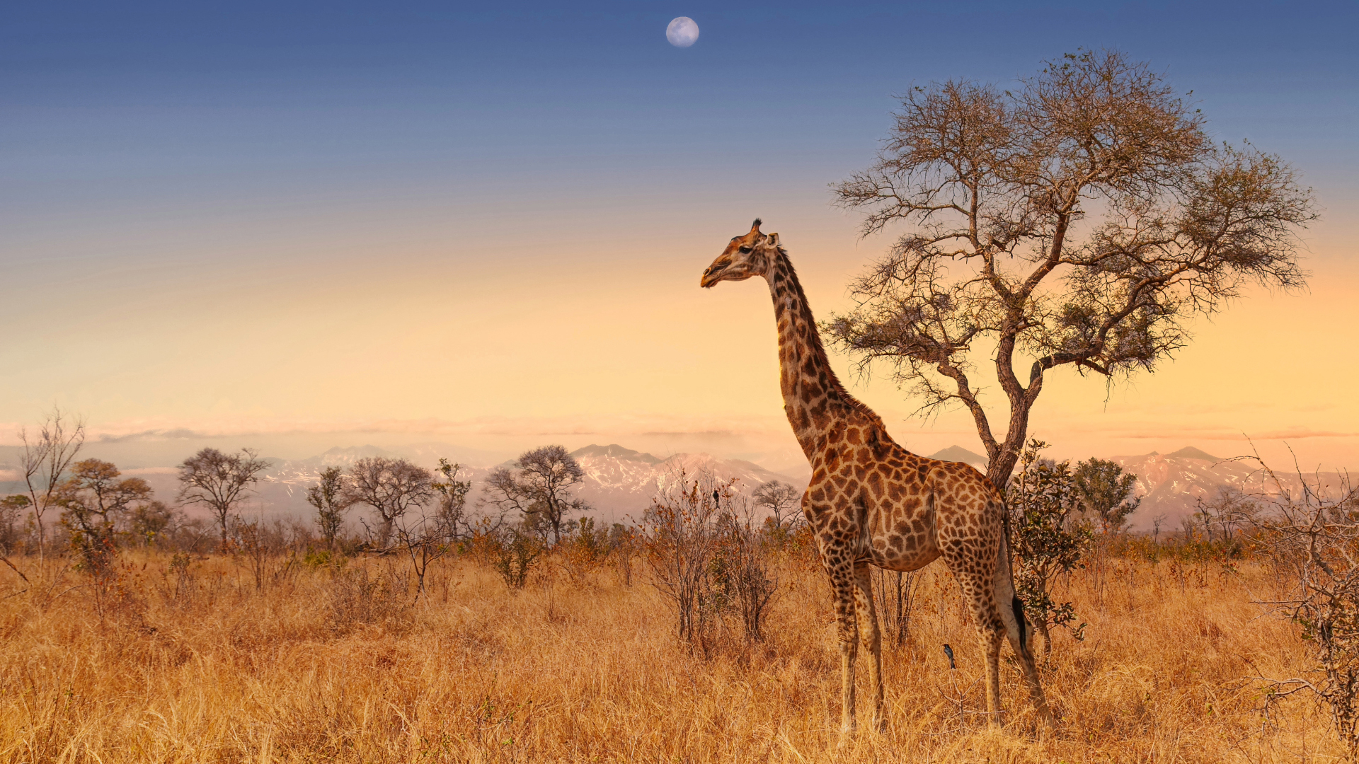 Kruger National Park Cape giraffe