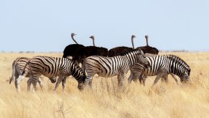 ostriches zebras