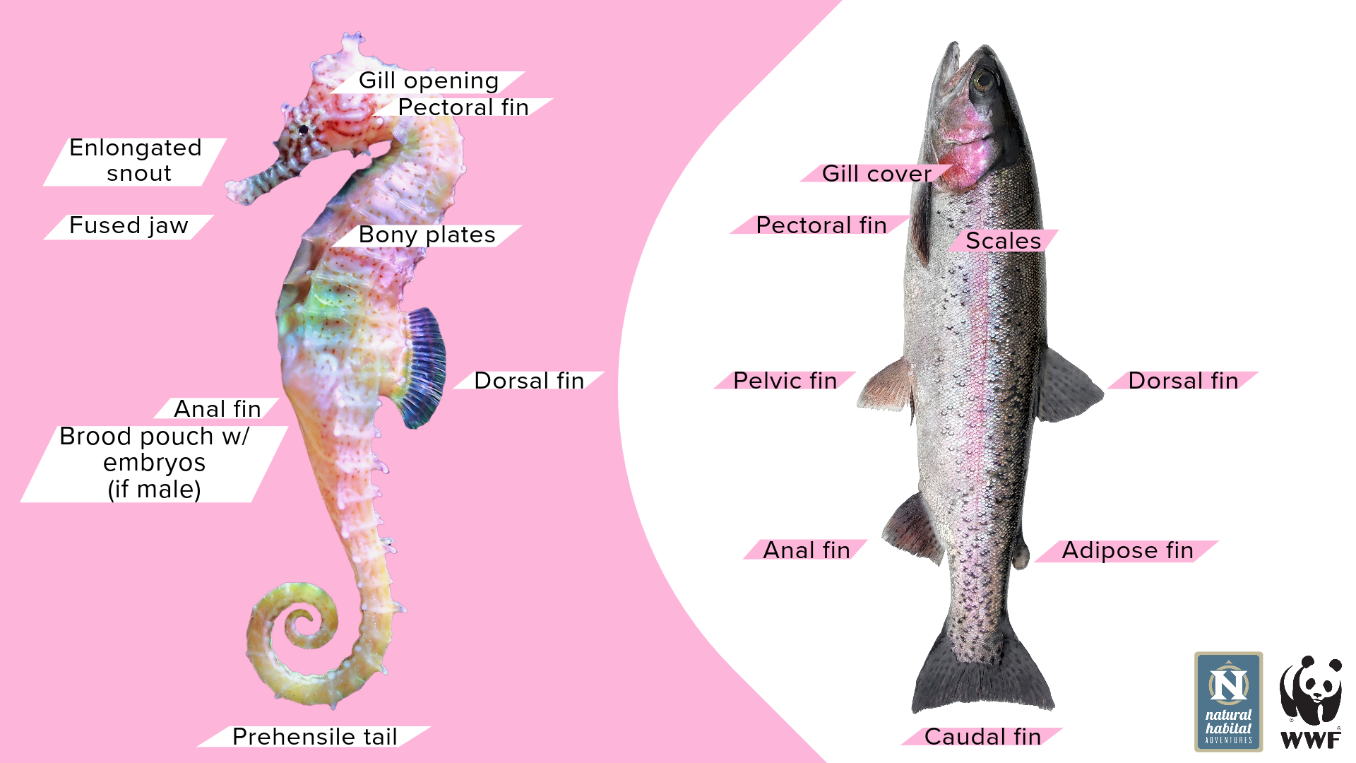 seahorse fish and rainbow trout fish diagram