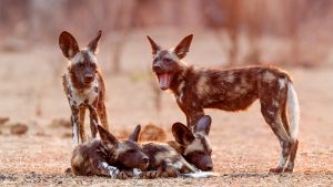 African wild dogs painted wild dogs