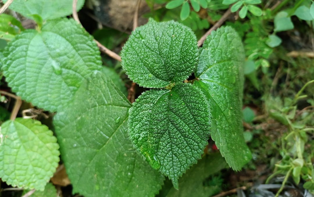 Gympiegympie,Is,A,Leafy,Plant,That,Can,Grow,Up,To Good Nature Travel Blog