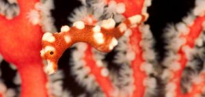 Raja Ampat pygmy seahorse (Hippocampus denise) in its fan coral. Misool, Raja Ampat, West Papua, Indonesia, 14 January 2010