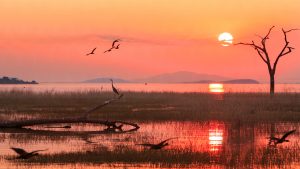 sunset over Lake Kariba with a silhouette of a Grey Heron and Egyptian Geese in flight. Matusadona NationalPark, Zimbabwe