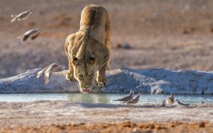 lion drinking from a watering hole Etosha National Park Namibia