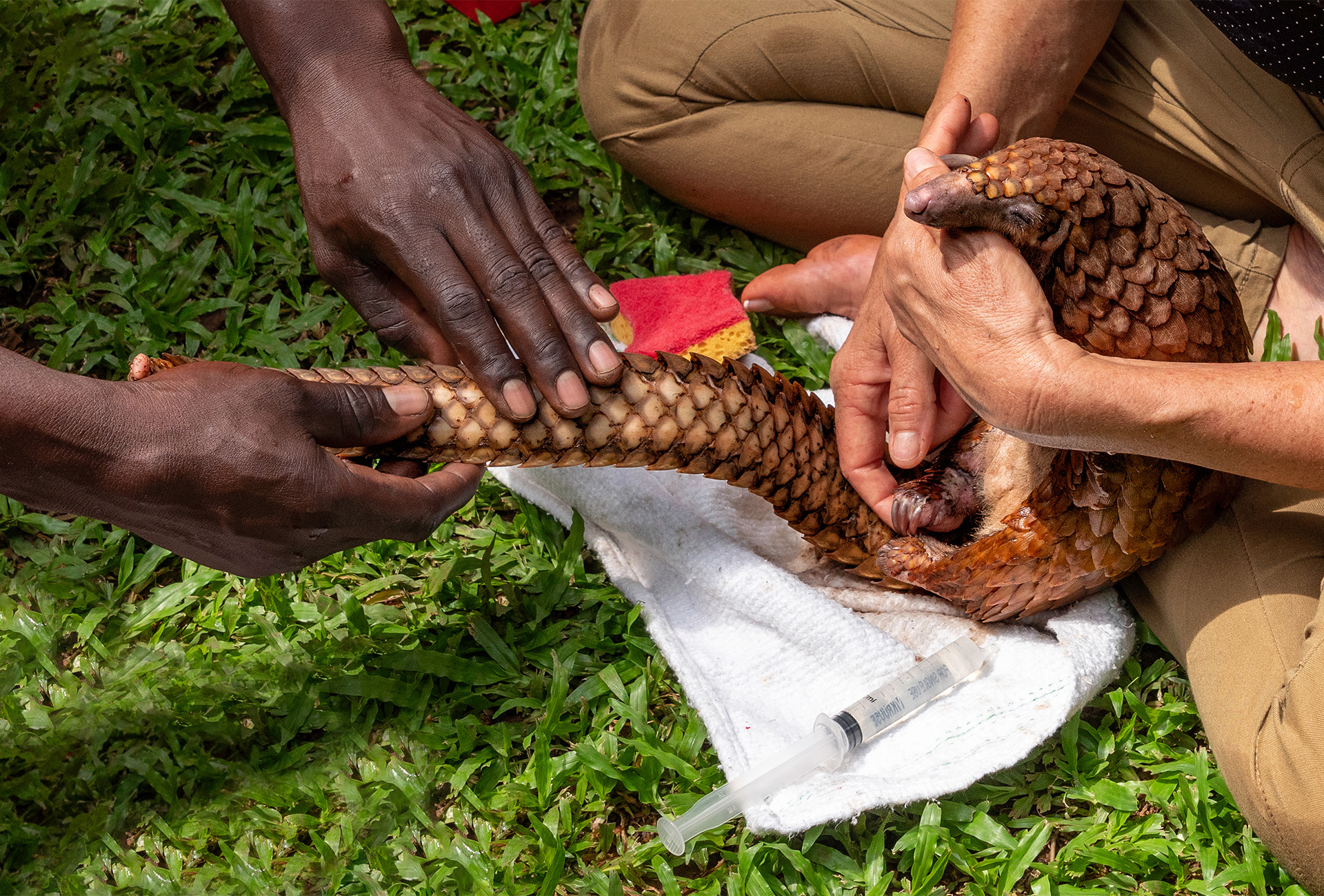 pangolin rescue in cameroon