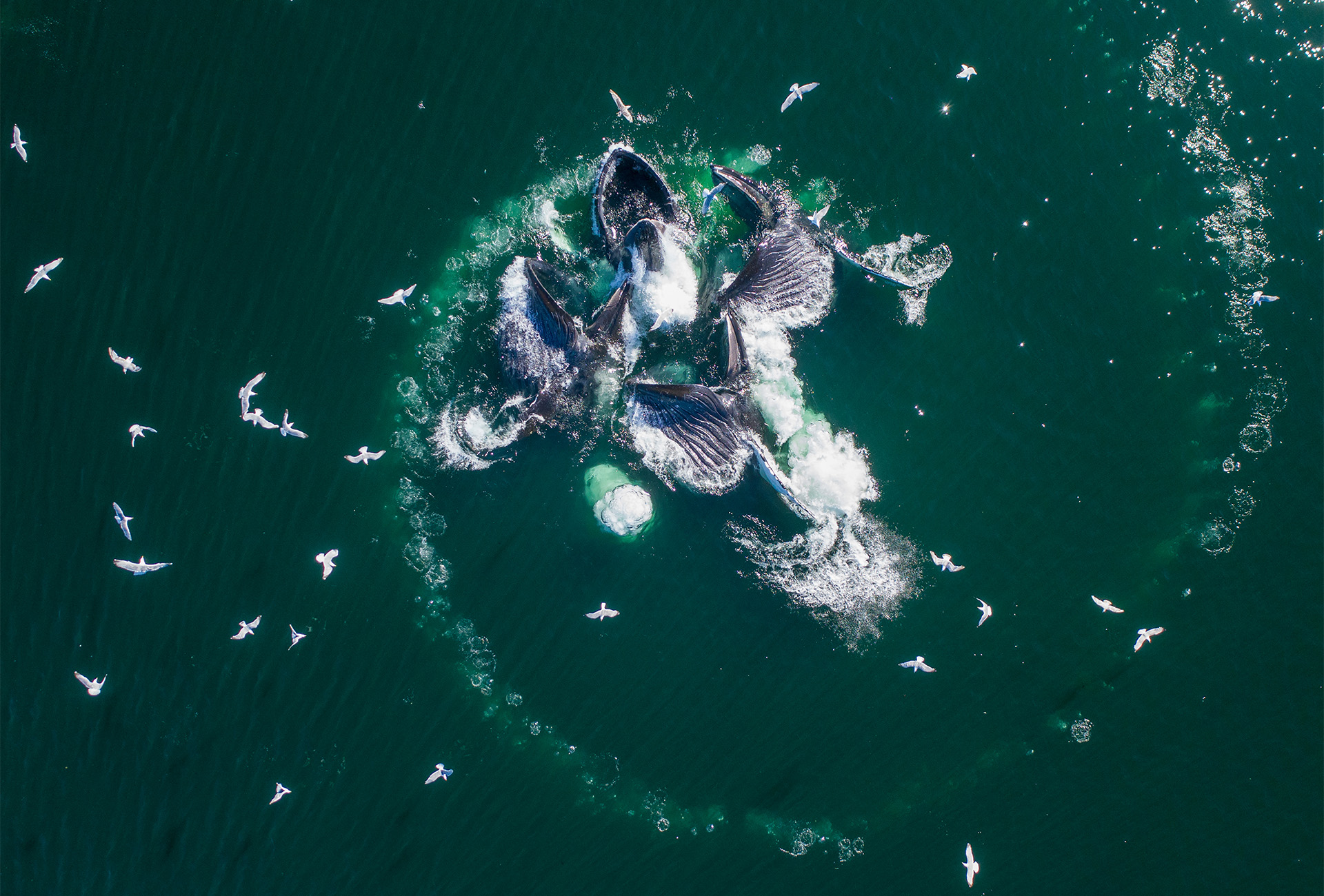 Alaska, Aerial view of Humpback Whales (Megaptera novaeangliae) lunging at surface of Frederick Sound while bubble net feeding on herring shoal on summer afternoon