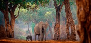 elephant mom and calf in forests of zimbabwe africa