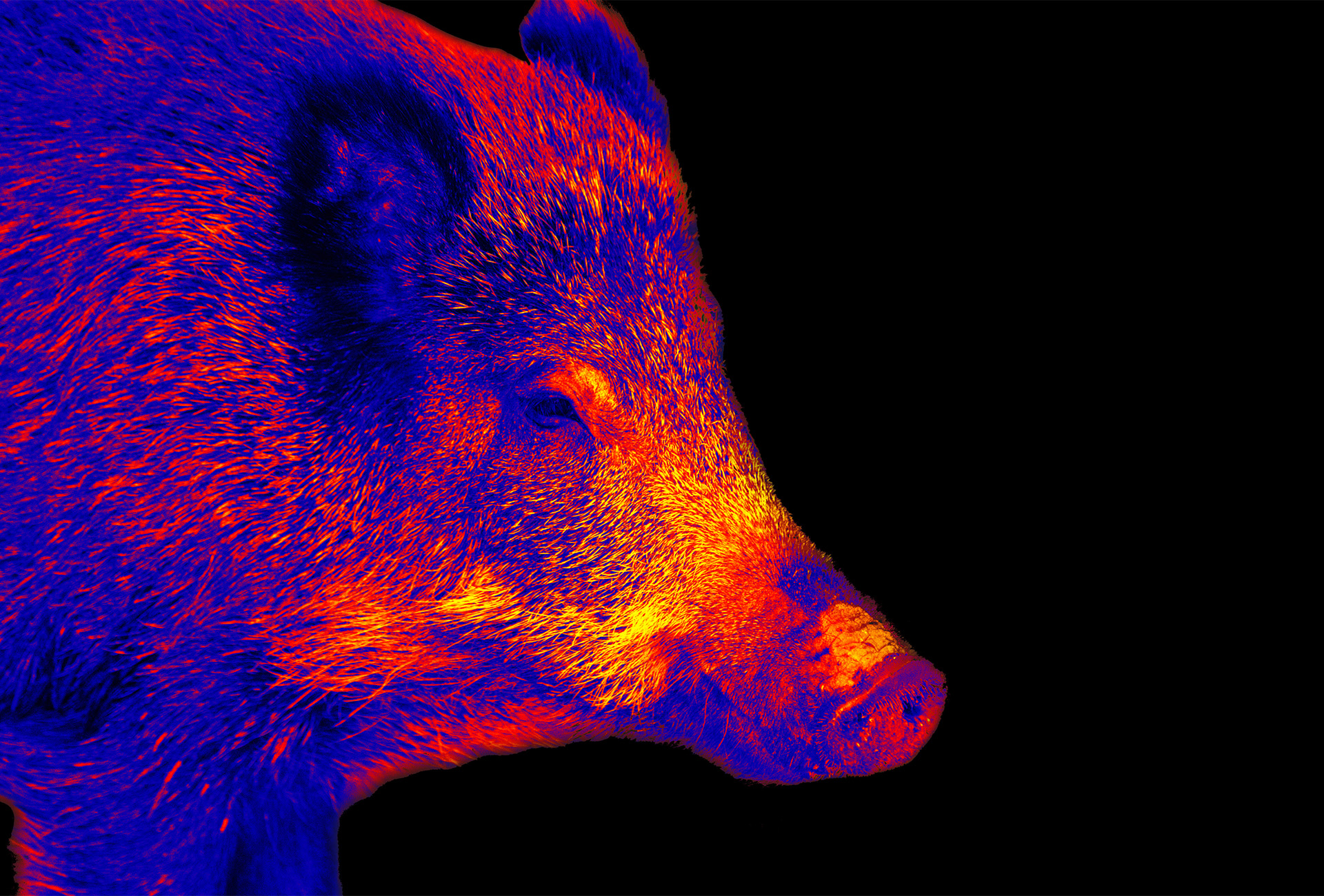 wild boar thermal imaging