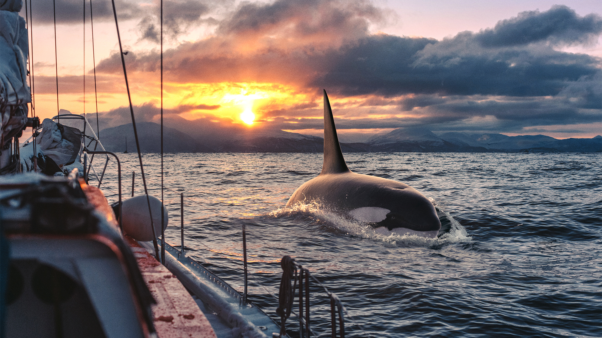 orca killer whale swims beside ship boat sunset