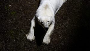 polar bear looks up at people at night