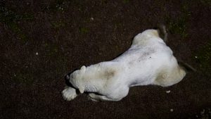 polar bear sleeping at night
