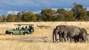 safari truck elephant herd zimbabwe