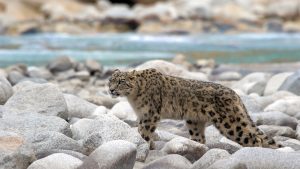 Snow Leopard walking along the Indus bank grasses of the Ramganga river.
