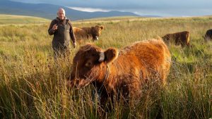 Regenerative farmer Hywel Morgan with his highland cattle, which graze alongside his cross shorthorn sheep on his farm in Wales
