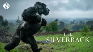 The SIlverback short film gorilla running