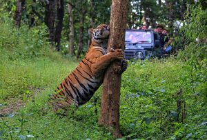 tiger safari India