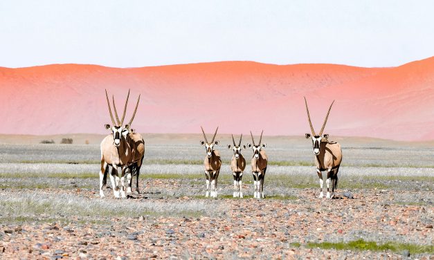 Through the Lens: Wildlife and Wilderness on Nat Hab’s Epic Botswana & Namibia Safari