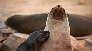 baby sea lion pup snuggling with seal mom