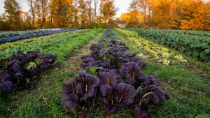 Mustard Greens at Cloverleigh Farm in Columbia, Conn.