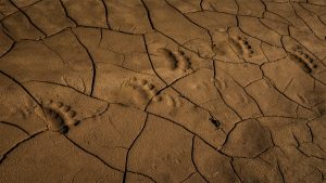 bear tracks in Lake Clark National Park, Alaska
