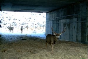 Deer use a wildlife crossing tunnel to safely traverse a roadway