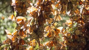 Monarch Butterflies