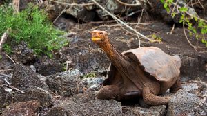 Famous Diego on San Cristobal island, Galapagos giant tortoise
