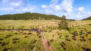 Bison herd at Custer State Park - South Dakota Black Hills