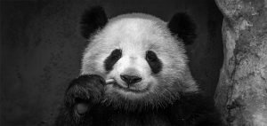 panda bear black and white china