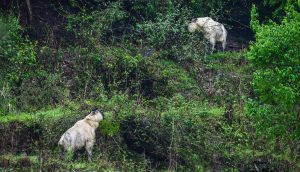 Sichuan Takin