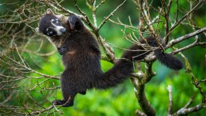 costa rica rainforest wildlife