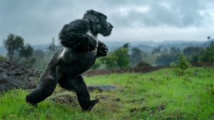 mountain gorilla uganda rwanda