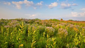 Midwest prairie filled with milkweed plants