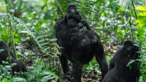 gorilla africa uganda mom and baby