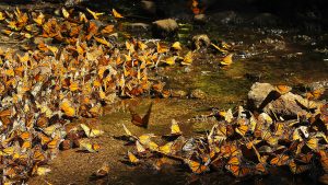 monarch butterflies in water mexico