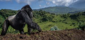 silverback gorilla africa uganda