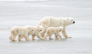 Polar bear mother and cubs in the snow in Churchill, Manitoba, Canada
