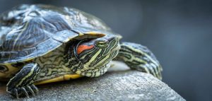 AdobeStock