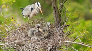 grey gray heron europe switzerland baby bird nest