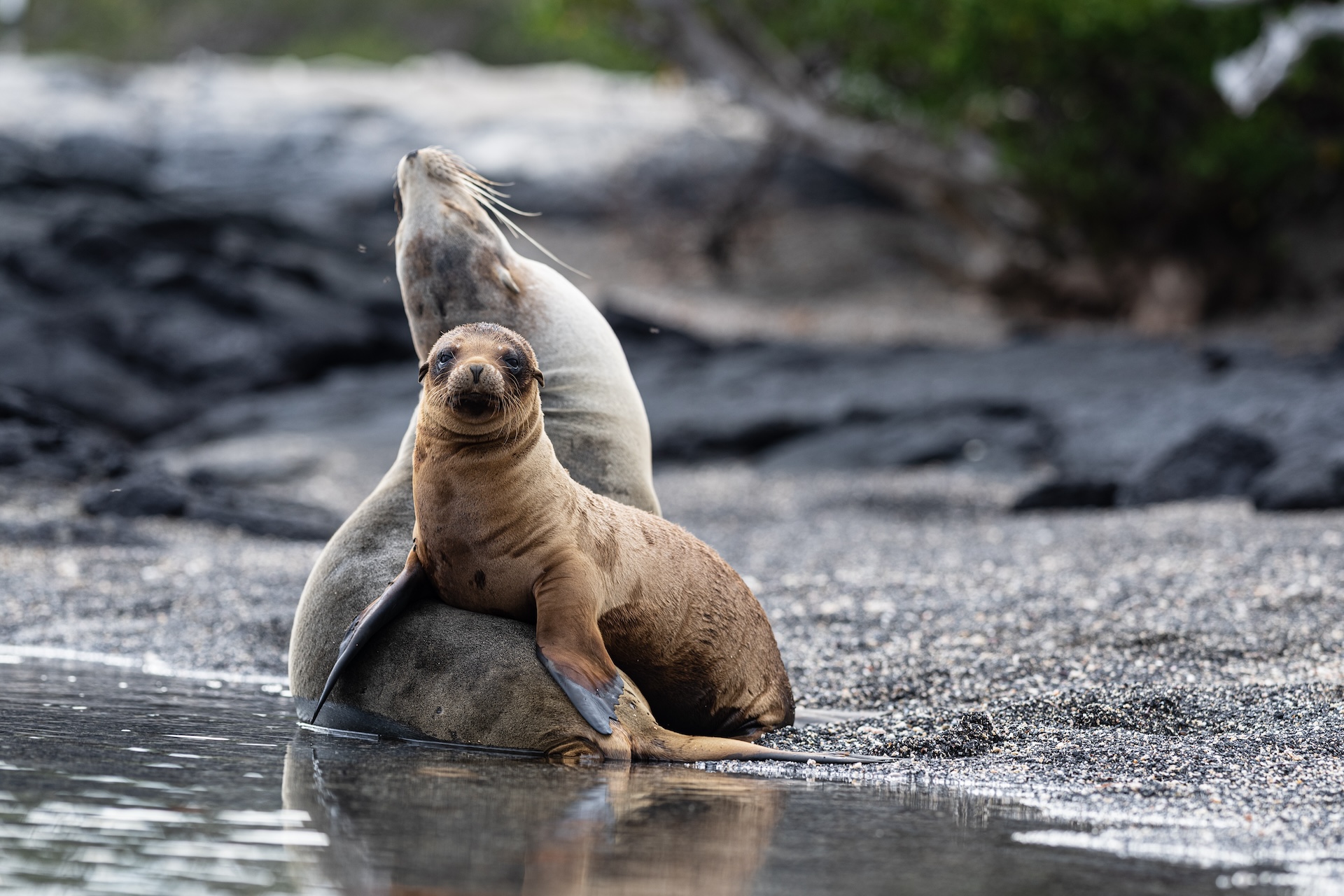 Capturing The Enchanted Isles 11 Must Take Galapagos Photos