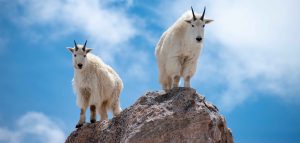 AdobeStock