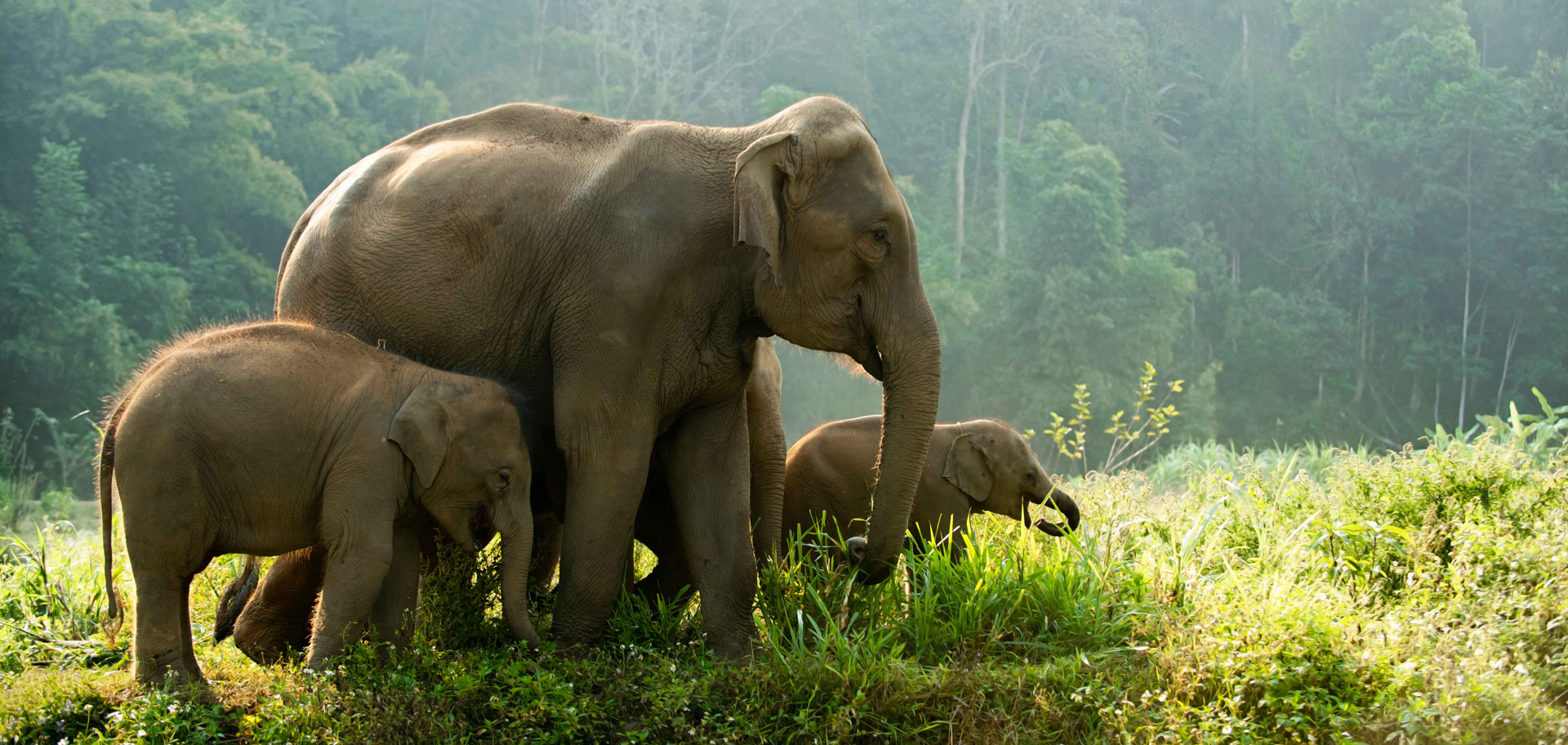 Asian Elephant Habitat Cincinnati Zoo 5 Things To Know About New Asian Elephant Habitat Cincinnati Zoo 5 Things To Know About New