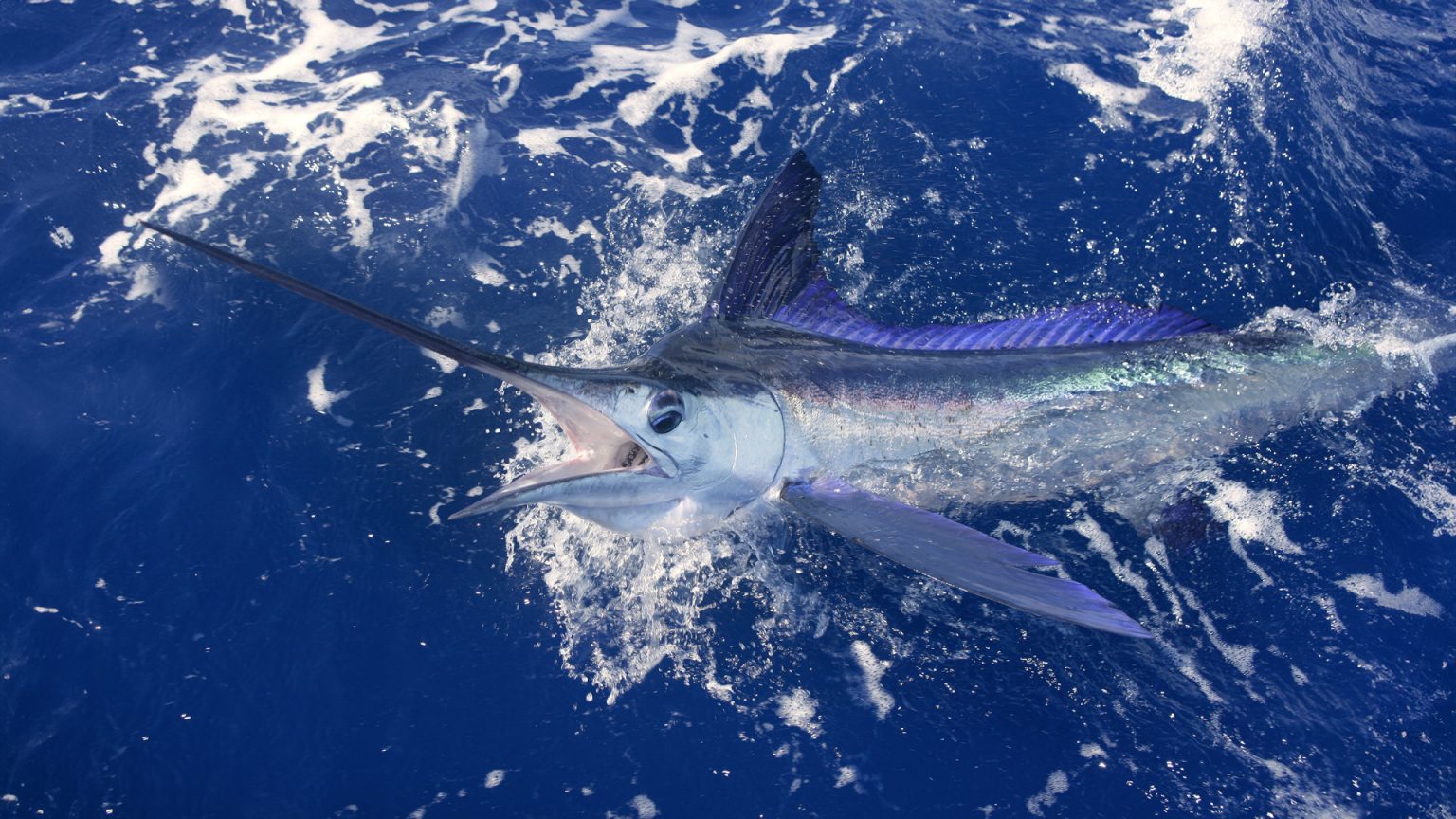 Beautiful white marlin real billfish sport fishing Good Nature Travel