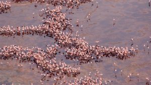 Aerial shot of lesser flamingos flying over a soda lake in the Rift Valley, Tanzania.
