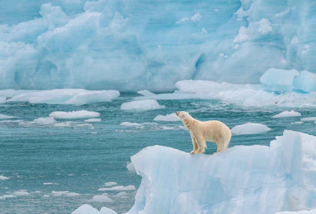 Polar bear on an iceberg Good Nature Travel Blog