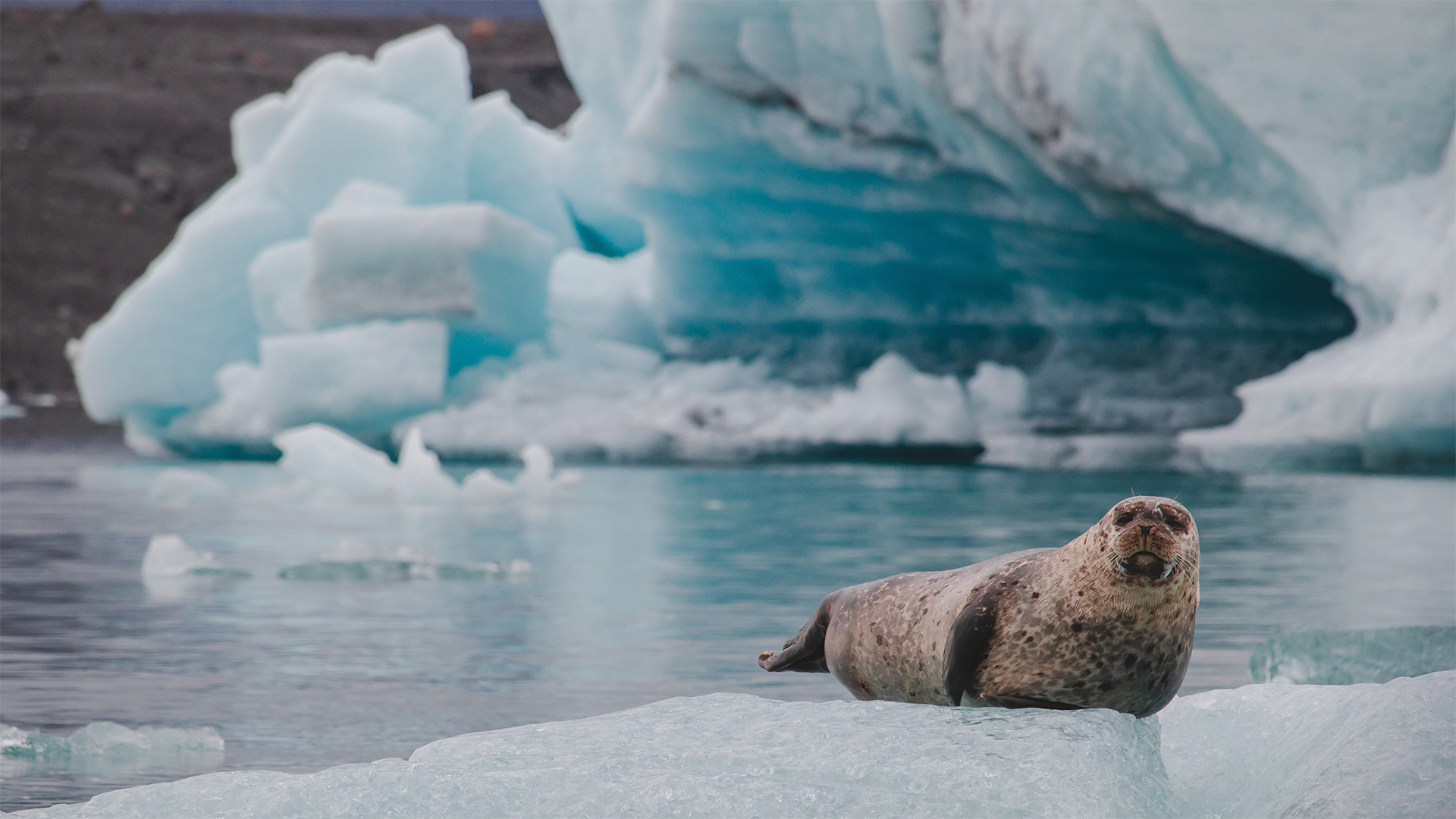 50 Fast Facts About Iceland Wildlife Landscapes Culture
